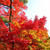 京都 紅葉 －永観堂－