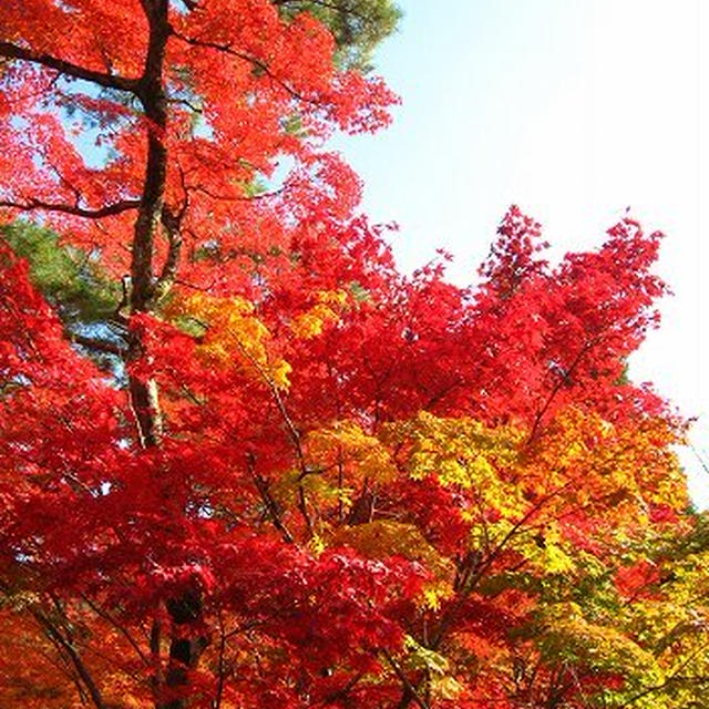 京都 紅葉 －永観堂－