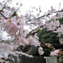 島ノ瀬ダムで桜の花見★2020 　桜と雨