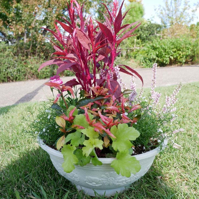 植木まつり寄せ植え体験で秋色の寄せ植えを#最近撮った写真は