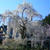 身延山　久遠寺のしだれ桜
