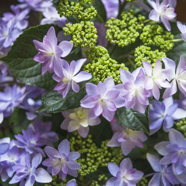 紫陽花