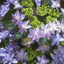 紫陽花