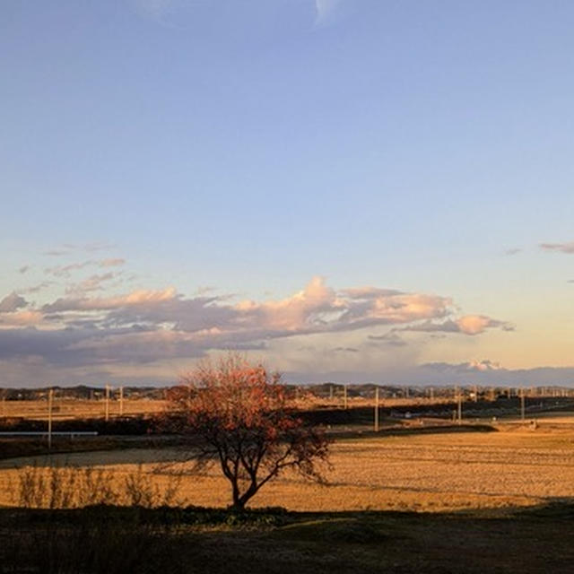 何もない田んぼの夕方～夫のお弁当１４７＆１４８