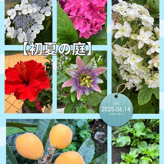 【初夏の庭】アジサイが見頃を迎えています～ビワの実を食べた犯人は？！