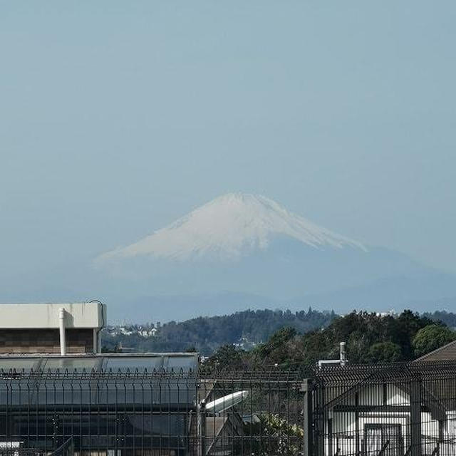 今日の富士山 / ヒヤシンス　その後