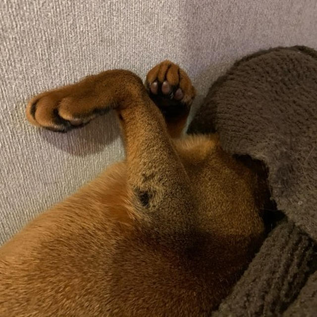頭隠して、あとほとんど隠さず