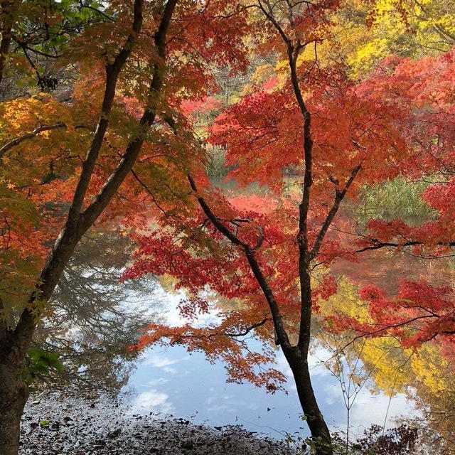 近場で紅葉狩り♪～からの～ジンジャーたっぷりあったか鶏鍋(*^_^*)ｖ