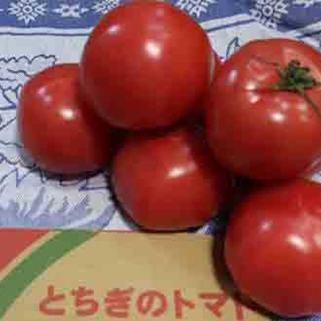 旬の栃木県産トマトで作るフレッシュトマトもつ鍋