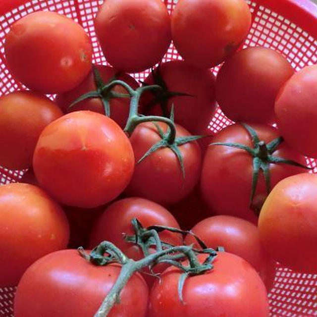 生活習慣病（成人病）の予防に効果的なトマト！　できれば毎日食べたい野菜