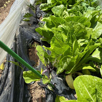 茄子リーグ2025❗️チーム茄子の定植と追肥と開花宣言‼️