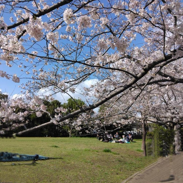 【やっと青空と桜】