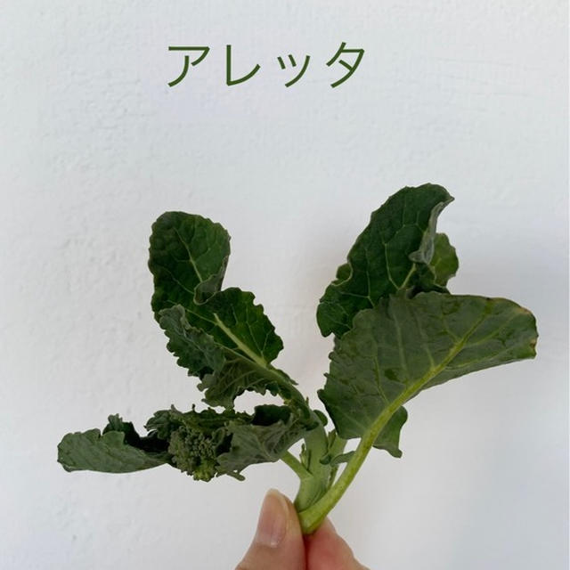 アレッタです‼︎