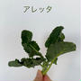 アレッタです‼︎