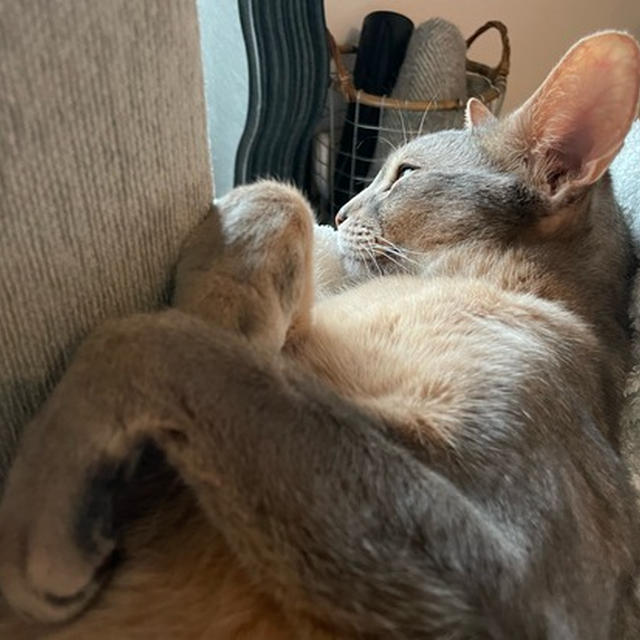 くつろぎスタイルが、人間のような猫
