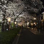 先斗町・高瀬川の夜桜NOW♪