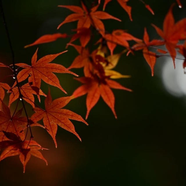 加茂山公園のもみじ