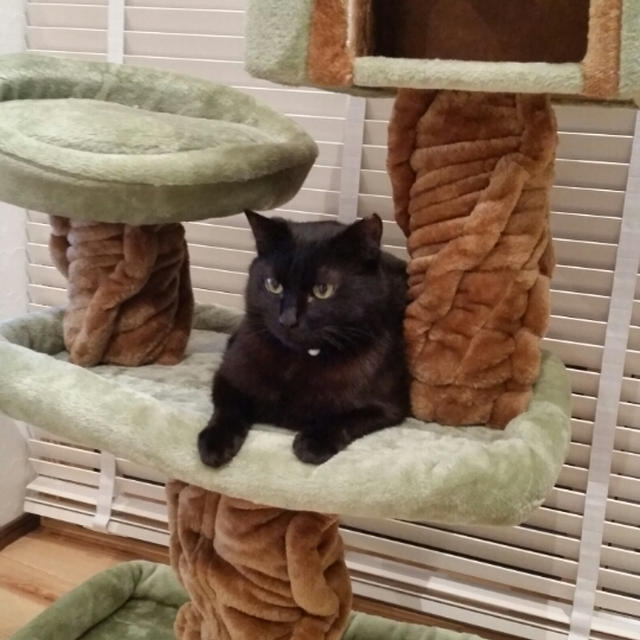 ストレスと猫