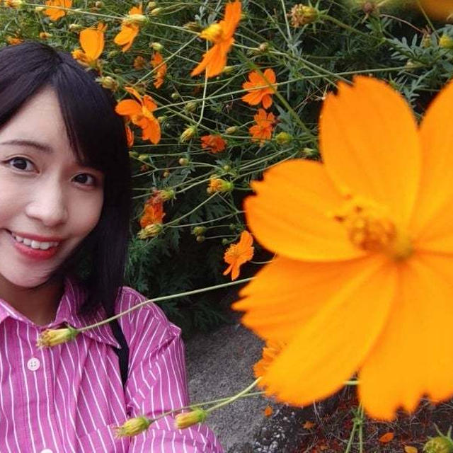 【コラム更新】秋晴れにコスモスを見にお散歩しませんか？