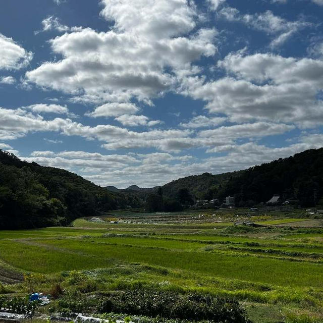 今日も間引きと追肥