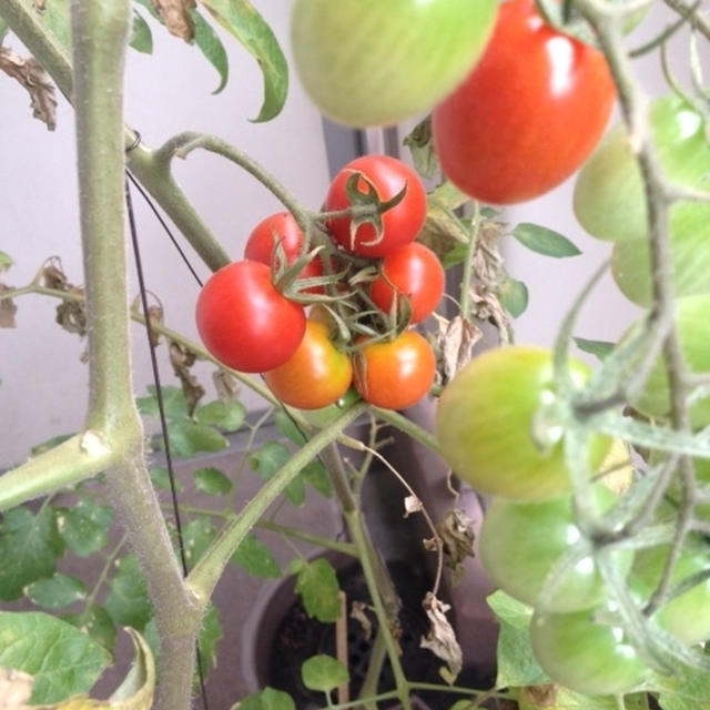 トマトの成長・・・一段落