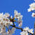 新発田城址公園の桜　2019（平成最後の桜）