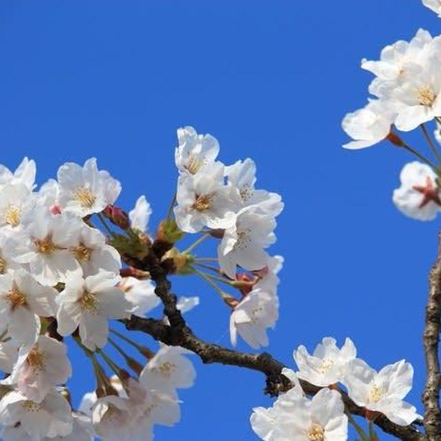 新発田城址公園の桜　2019（平成最後の桜）