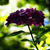 明月院の紫陽花