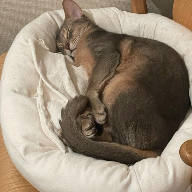脱力系ねこ師範級