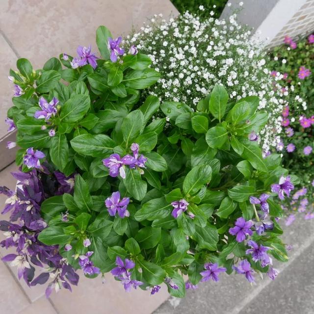 紫ビンカの寄せ植え