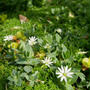 シコタンハコベの花2023、最近撮った写真#ameba写真部