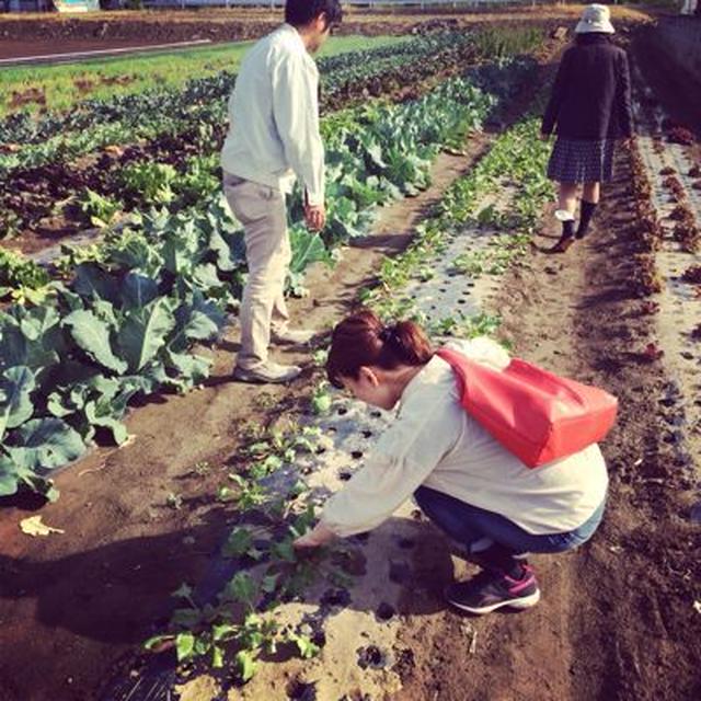 ヨーロッパ野菜カリフローレで、チーズパスタを