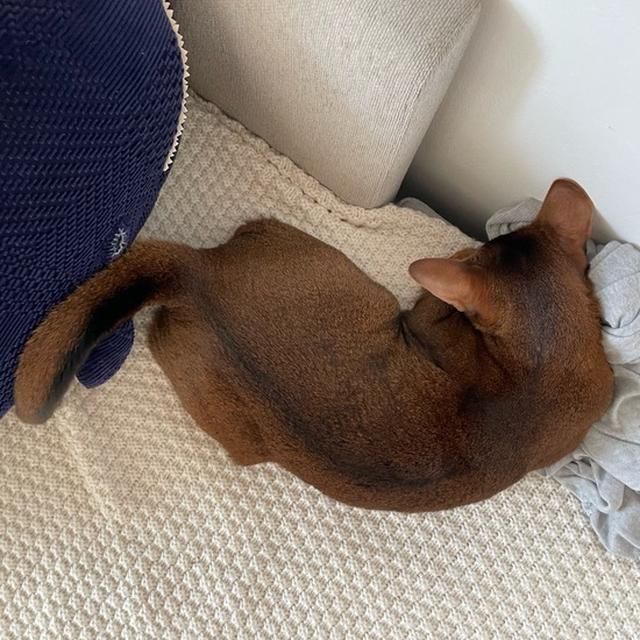 おしっぽ置き場　かわいい(*´ω`*)