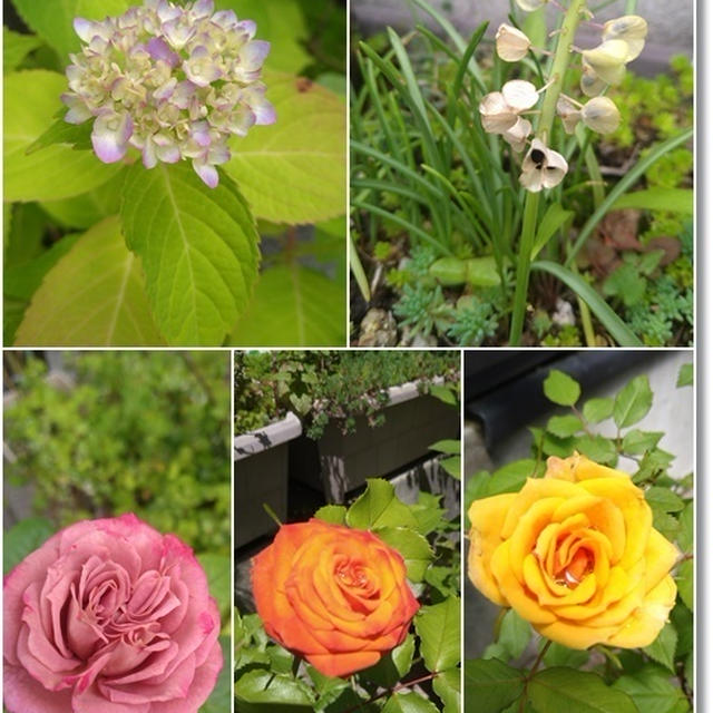 【ガーデニング】バラと紫陽花の近況とネモフィラ畑と５歳児に威圧的な指導って…