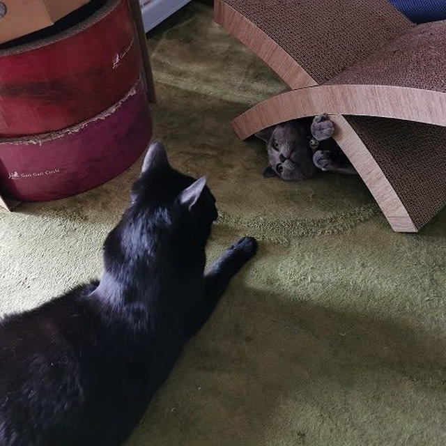 我が家にはウサギがいるらしい