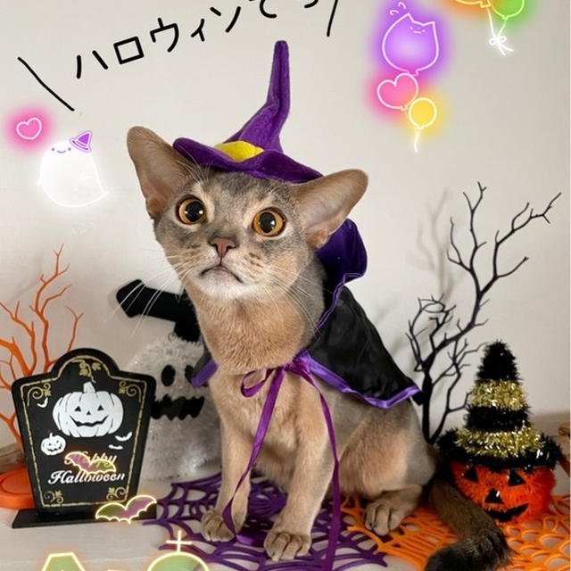 Halloween仮装ニャン2021