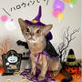 Halloween仮装ニャン2021