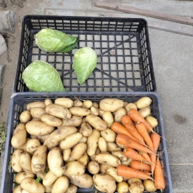 孫ちゃんと野菜収穫