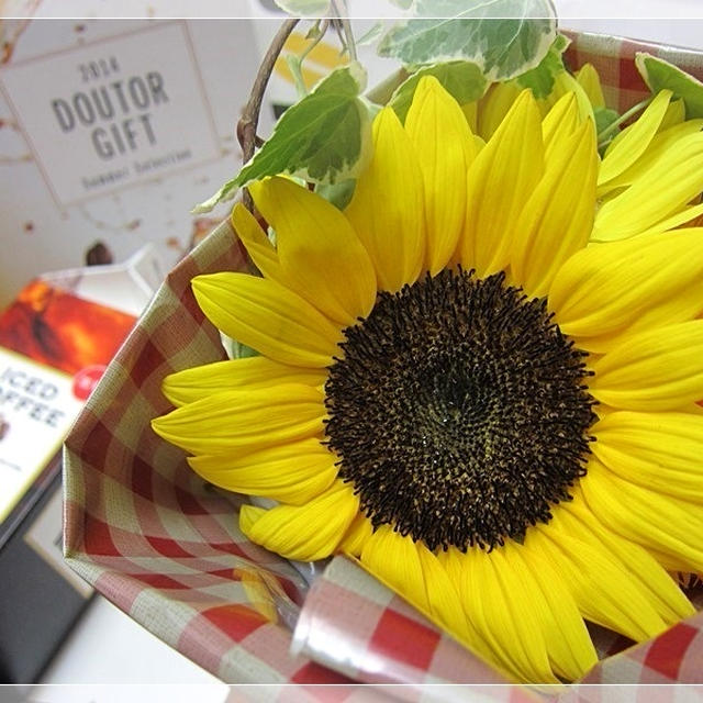 ドトールのお花屋さんて便利☆全国ドトールで取扱いの素敵なフラワーギフト♪