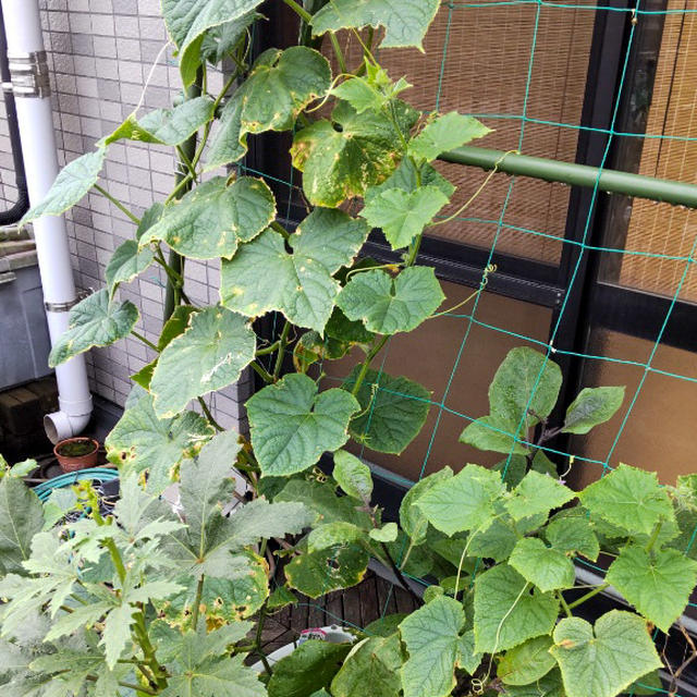 きゅうり、収穫しました、朝採りきゅうりはやっぱり美味しい！