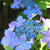 鎌倉・長谷寺de紫陽花散歩。。。