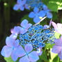 鎌倉・長谷寺de紫陽花散歩。。。
