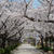 桜のトンネルがある公園#最近撮った写真は