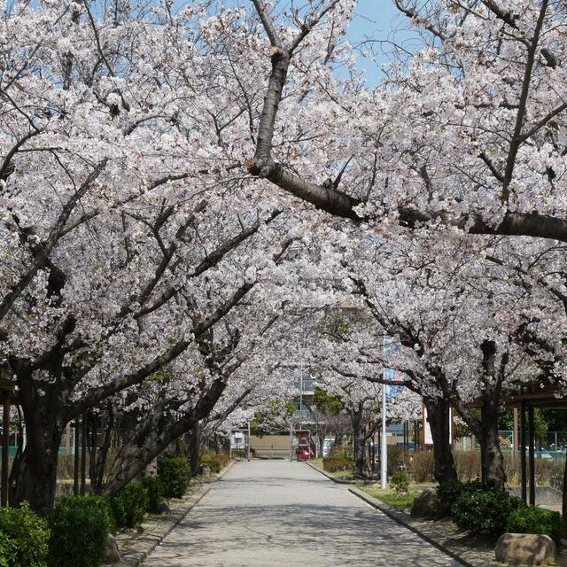 桜のトンネルがある公園#最近撮った写真は