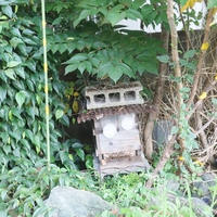 日本ミツバチ養蜂中～