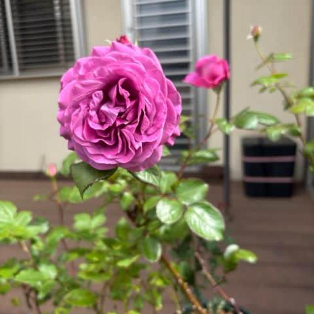 咲いたさいた