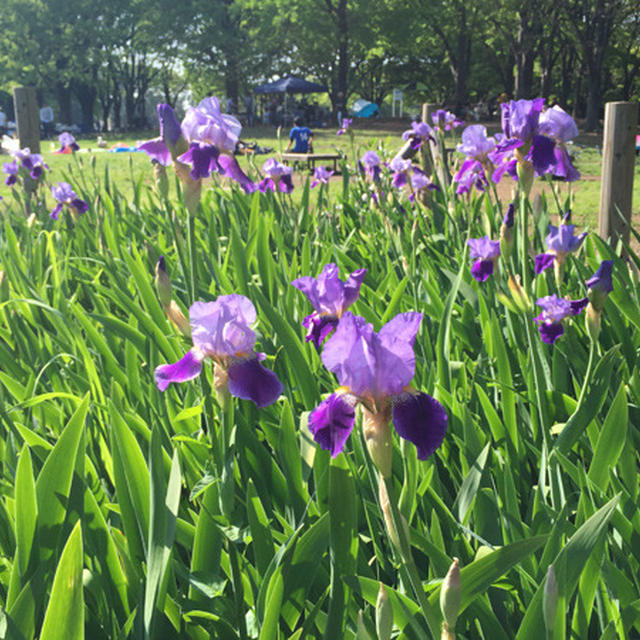 春のお散歩　公園の花々