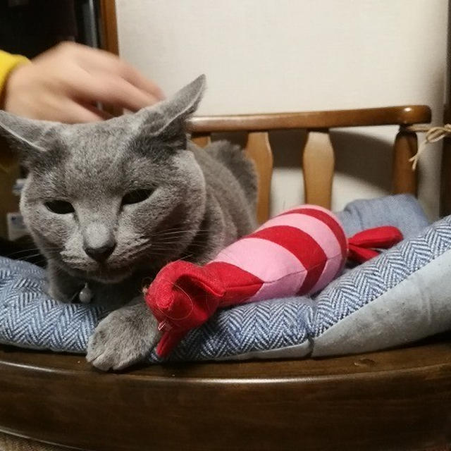 【小梅・さくら・桃之介通信】さくらの新しい定位置ができました