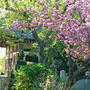 モチベーションの話と本覚寺の八重桜