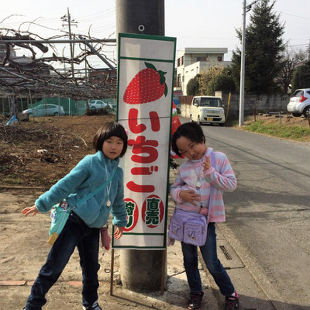 いちご狩り　横山農園